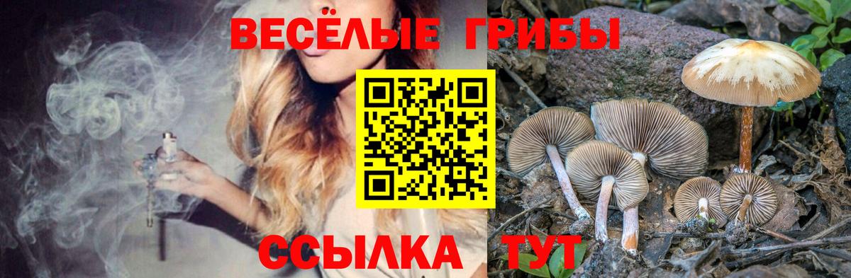 Галлюциногенные грибы Psilocybe Киржач